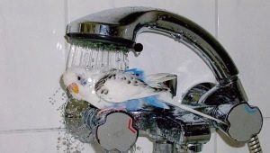 How to bathe a budgie?
