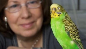 How to teach a budgerigar to speak?