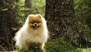 What to name a spitz-boy?