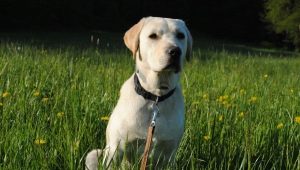 How to care for a Labrador?