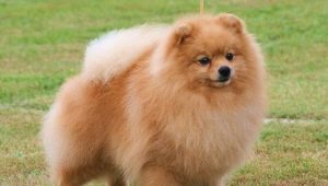 How to trim the claws of a spitz at home?