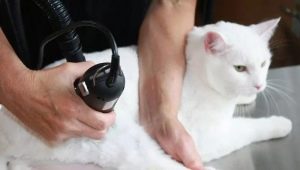 How to cut a cat at home?