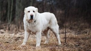 What do white alabai look like and how to care for them?