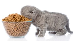 What is the feed rate for a kitten per day?