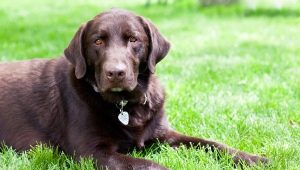 What sizes are Labradors?