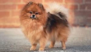 Dwarf Spitz: breed description, pros and cons, content