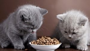 When and how can a kitten be given dry food?