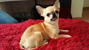 When do chihuahuas get ears and how to put them?