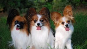 Continental Toy Spaniel: features and content tips