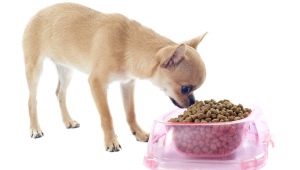 Chihuahua food: manufacturers rating and features of choice