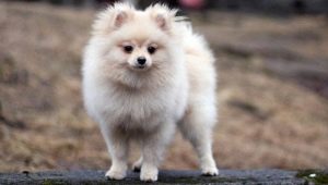 Cream Spitz: color features, puppy keeping conditions
