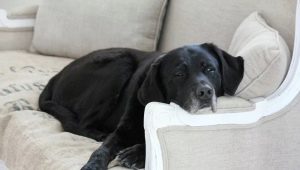 Labrador in the apartment: pros and cons, the rules of maintenance