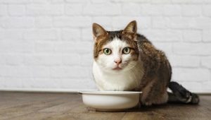 Treats for cats: appointment, advice on selection and preparation
