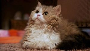 Lambkin: descripció de la raça, alimentació i cura