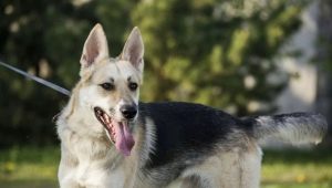 Half-breed shepherd and husky: description, nature and content