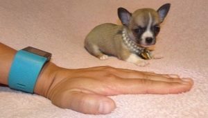 Micro chihuahua: how do dogs look and how to keep them?