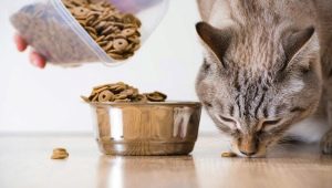 Can cats be given dog food?