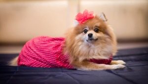 Clothing for Spitz: varieties and tips for choosing