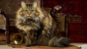 Description, color types and features of keeping Siberian cats
