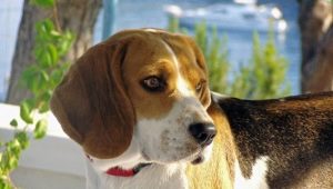 Features of the content of the beagle in the apartment