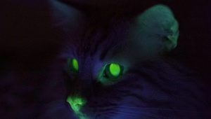 Why do cats glow in the dark?