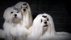 Crossbreed with other breeds