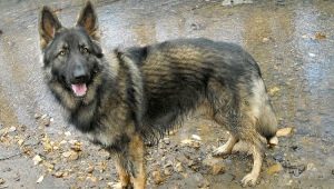 Breeds of American Shepherds and features of their content