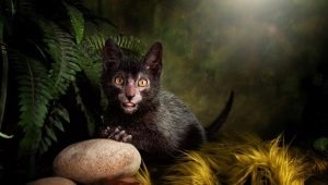 Les races dels gats més espantosos