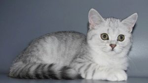 A variety of colors of Scottish straight cats