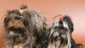 Russian colored lapdogs: features, temperament, choice and care