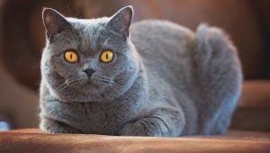 The calmest cat breeds