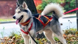 Harnesses and collars for husky: types and choice