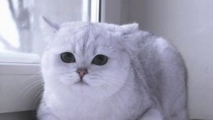 Scottish chinchilla: color variations, the nature and conditions of cats