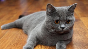 Scottish Straight Cats: breed description, color types and contents