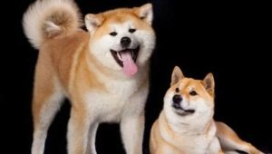 Shiba Inu and Akita Inu: what's the difference?