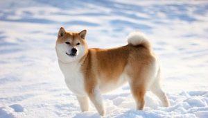 Shiba Inu: breed description, nature and content