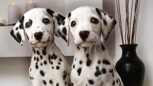 How many years do Dalmatians live and what does it depend on?