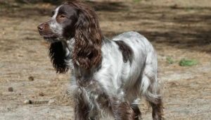How many years have Russian spaniels been living and what does it depend on?