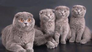 How old are Scottish cats and what does it depend on?