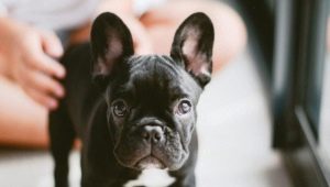 How many French bulldogs live and what does it depend on?