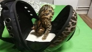 Tips for choosing a plastic carrying case for cats