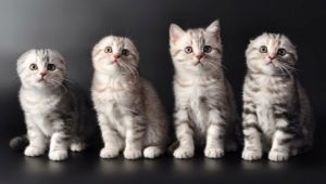 List of names for Scottish cats