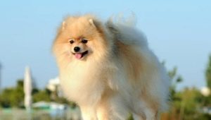 The intricacies of the content of the Spitz at home