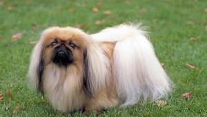 Pekingese care: diet, paddock, hygiene procedures