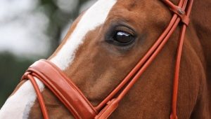 Bridles for a horse: types and subtleties of choice
