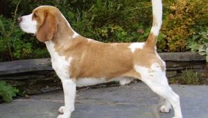 Beagle breed color variations