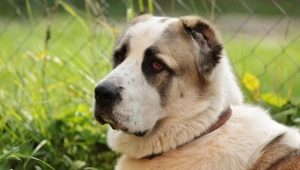 Alabai weight and size