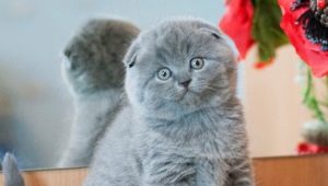 Scottish kitten weight by months