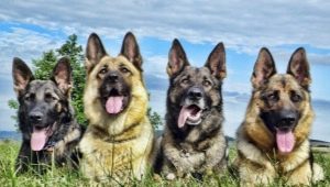 Types of colors of shepherd dogs