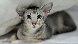 Tot el que necessiteu saber sobre gats i gats orientals